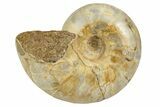 Jurassic Ammonite Fossil - Sakaraha, Madagascar #251301-1